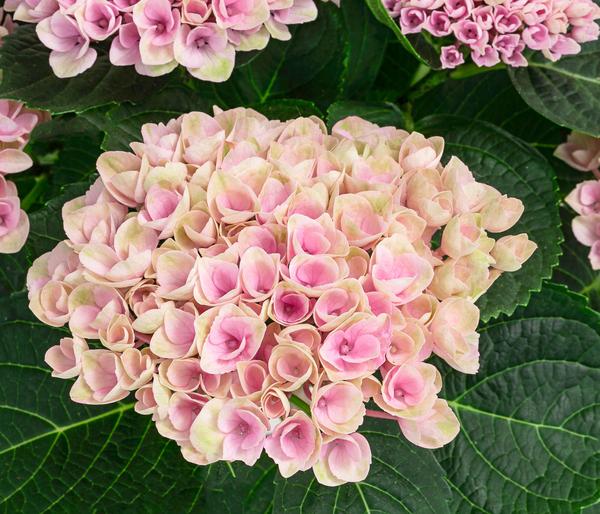 Hortensie 'Magical Revolution'