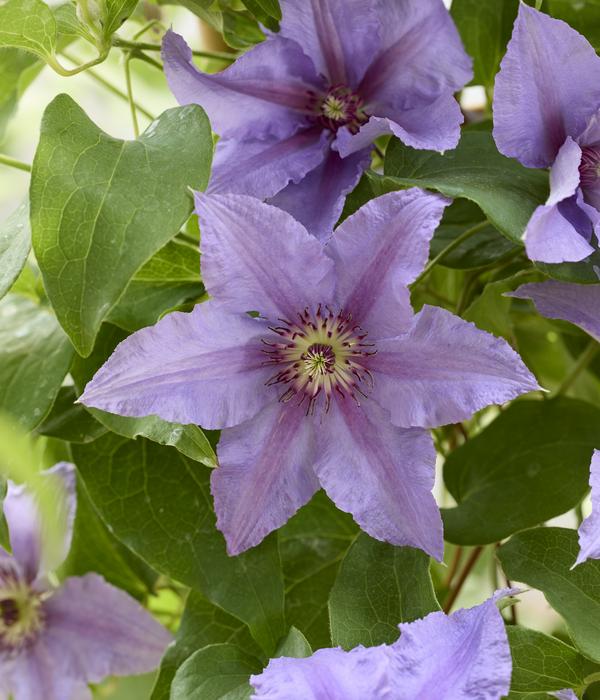Waldrebe - Clematis 'Tumaini'