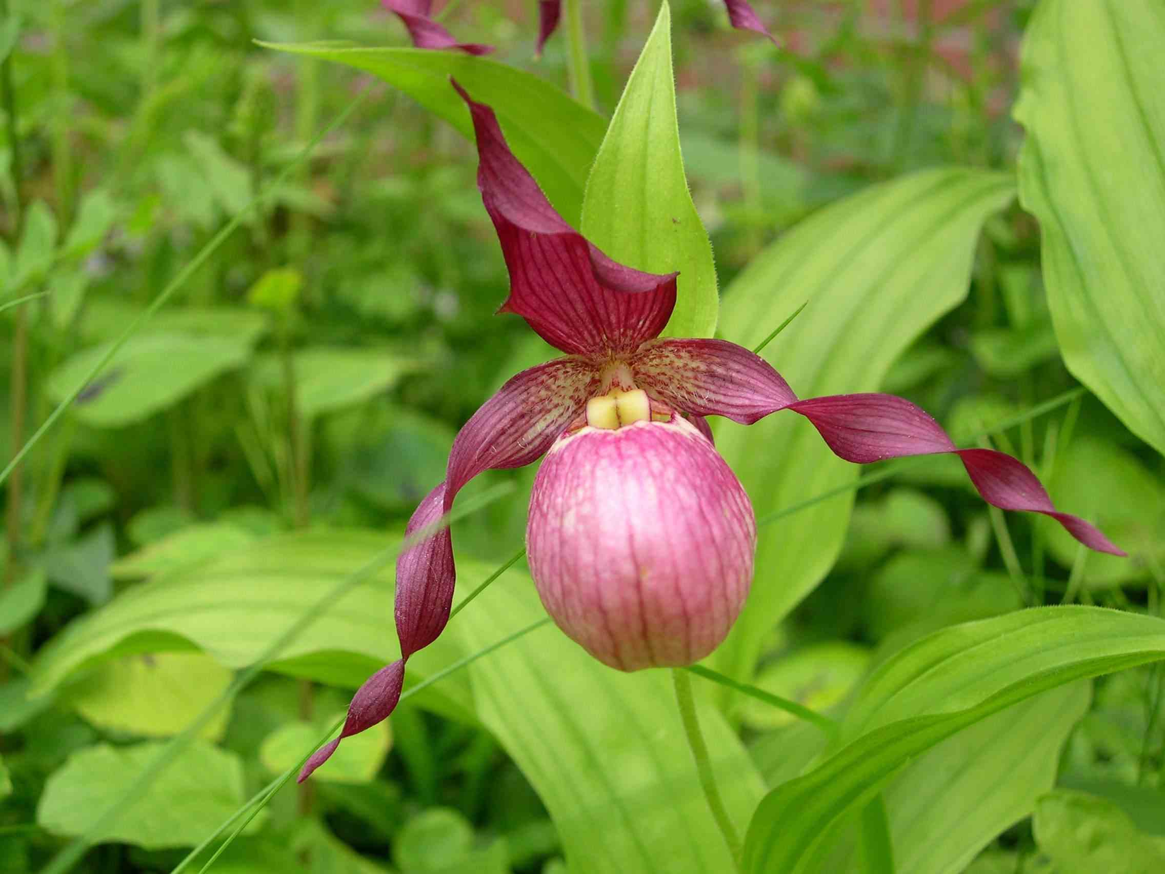 Cypripedium 