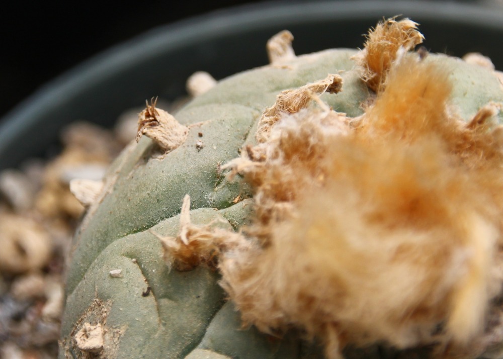 Peyotl - 20 graines - avec substrat - lophophora williamsii