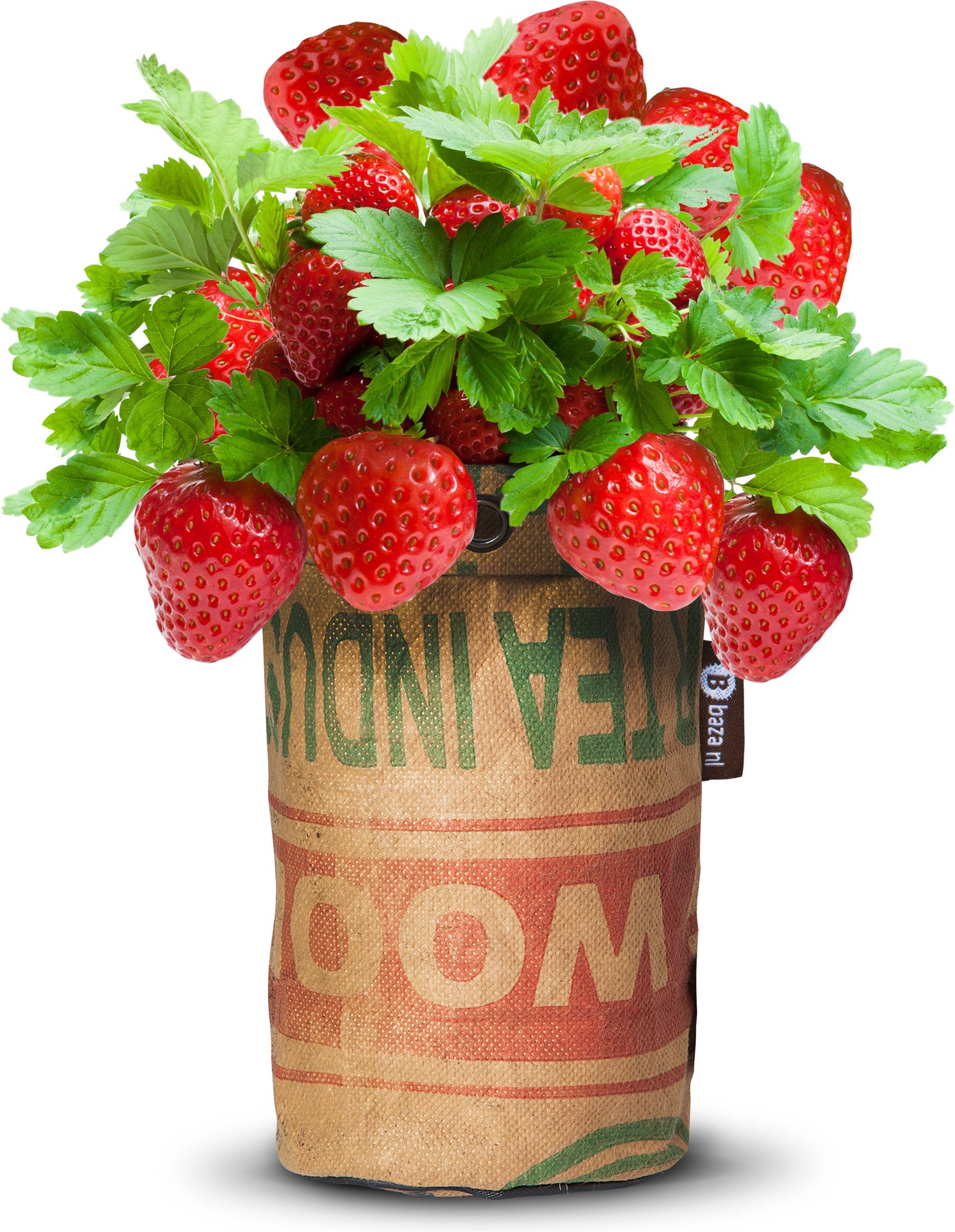 Baza Seeds Reuzen Aardbei in buidel (Fragaria x ananassa) 15 x 15 x 22,3 cm