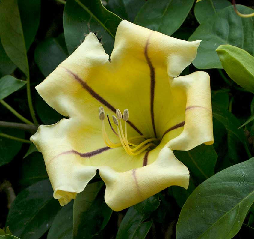 Solandra maxima (bol d'or, liane trompette) jaune - taille pot de 4 litres - 140/160 cm