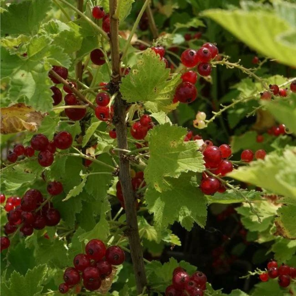 Groseillier à grappes 'jonkheer van tets' - ribes rubrum 1,5l