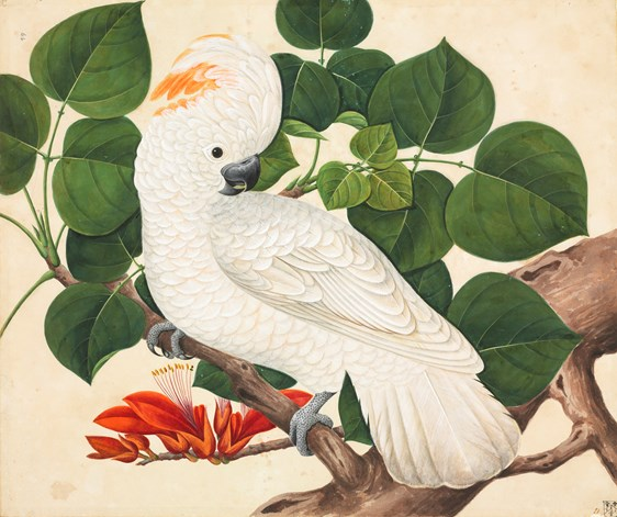 IXXI Cockatoo 140 x 120 cm