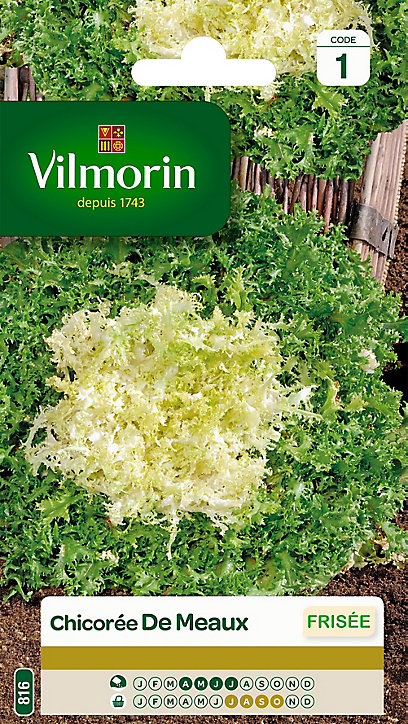 Graines de Chicorée Frisée de Meaux