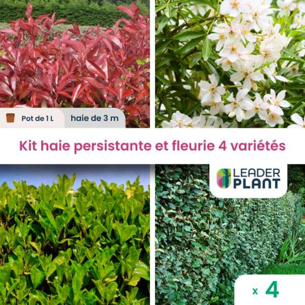 Kit haie persistante et fleurie - 4 variétés - lot de 4 plants en pot de 1 l