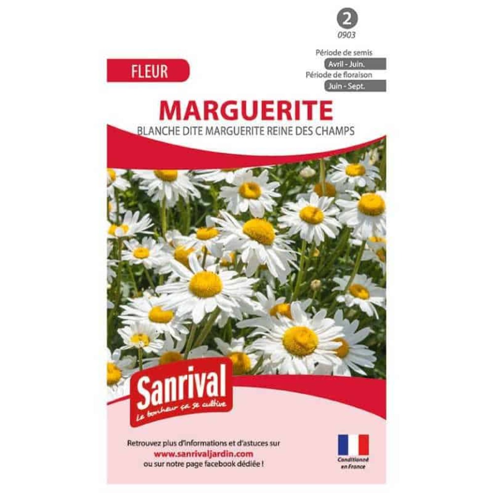 Graines de reine-marguerite blanche