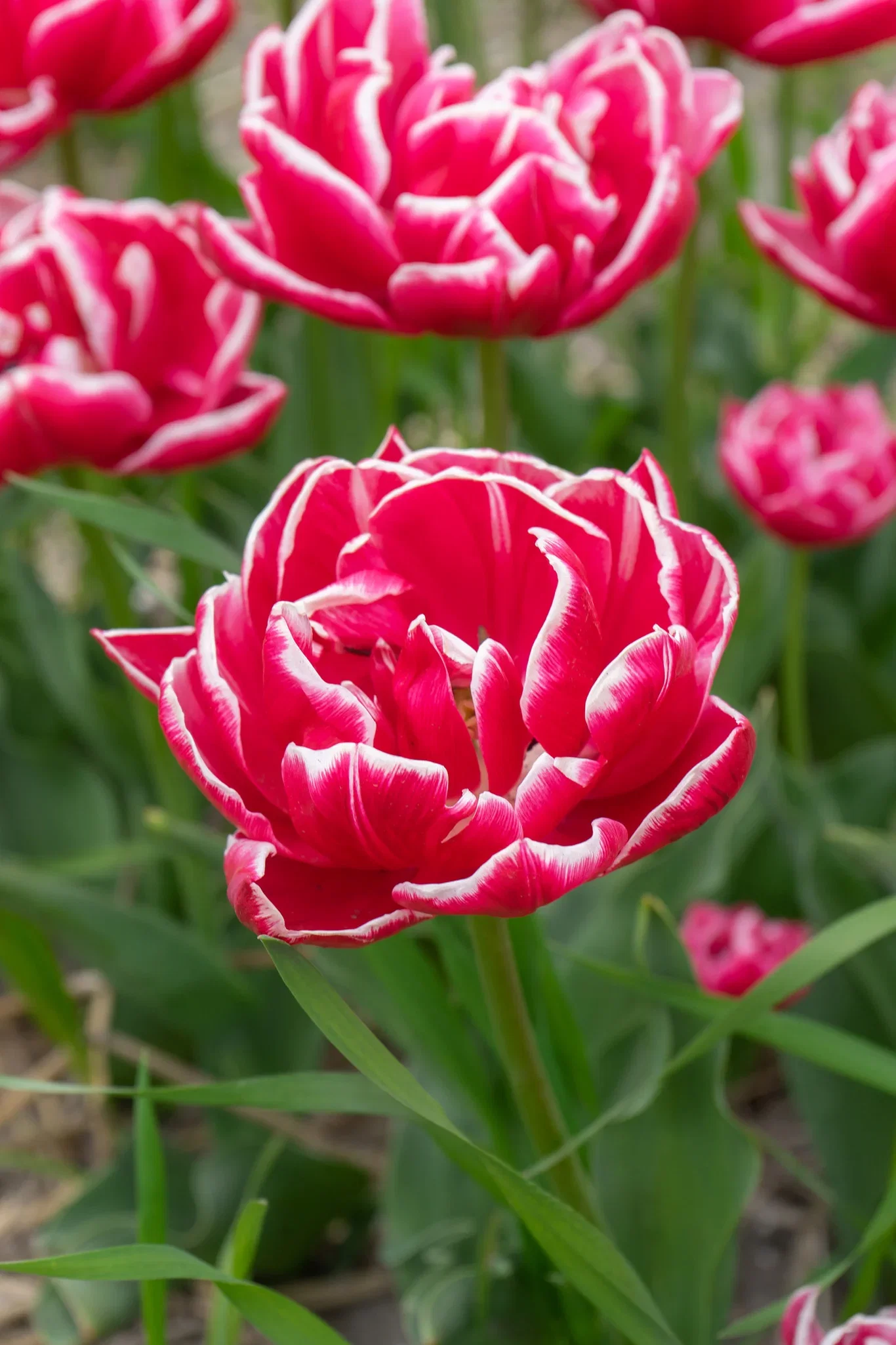 Tulipa gesneriana 'Columbus' Tulipan 'Columbus'