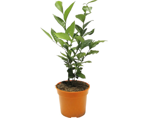 Echte theeplant theestruik Camellia sinensis H 30-40 cm Co 3 L