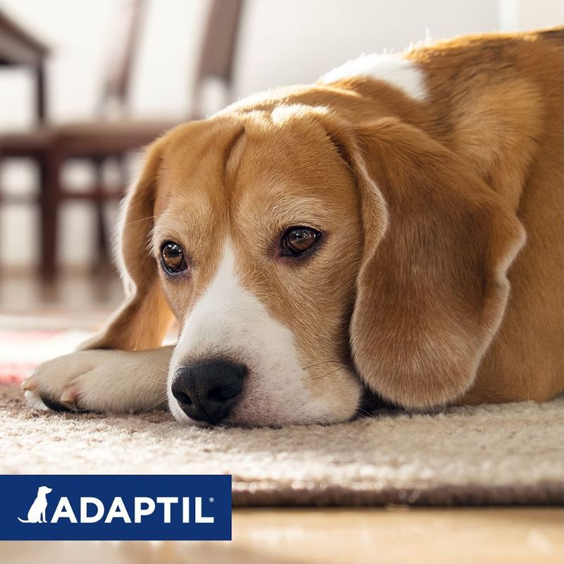 Adaptil - Halsband - Kalmeringsmiddel - Voor Honden