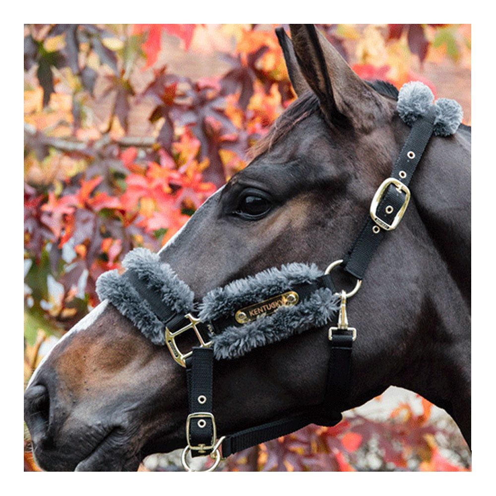 Kentucky NYLON MOUTON - Licol grey