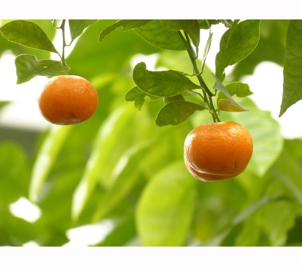 Calamondin-Orange