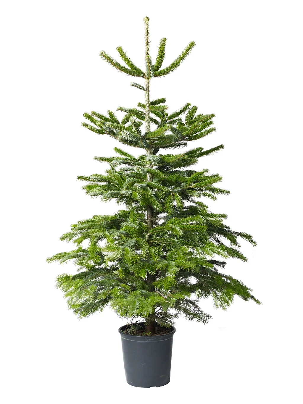 Abies nordmanniana Edelgran i potte Høyde 130 cm