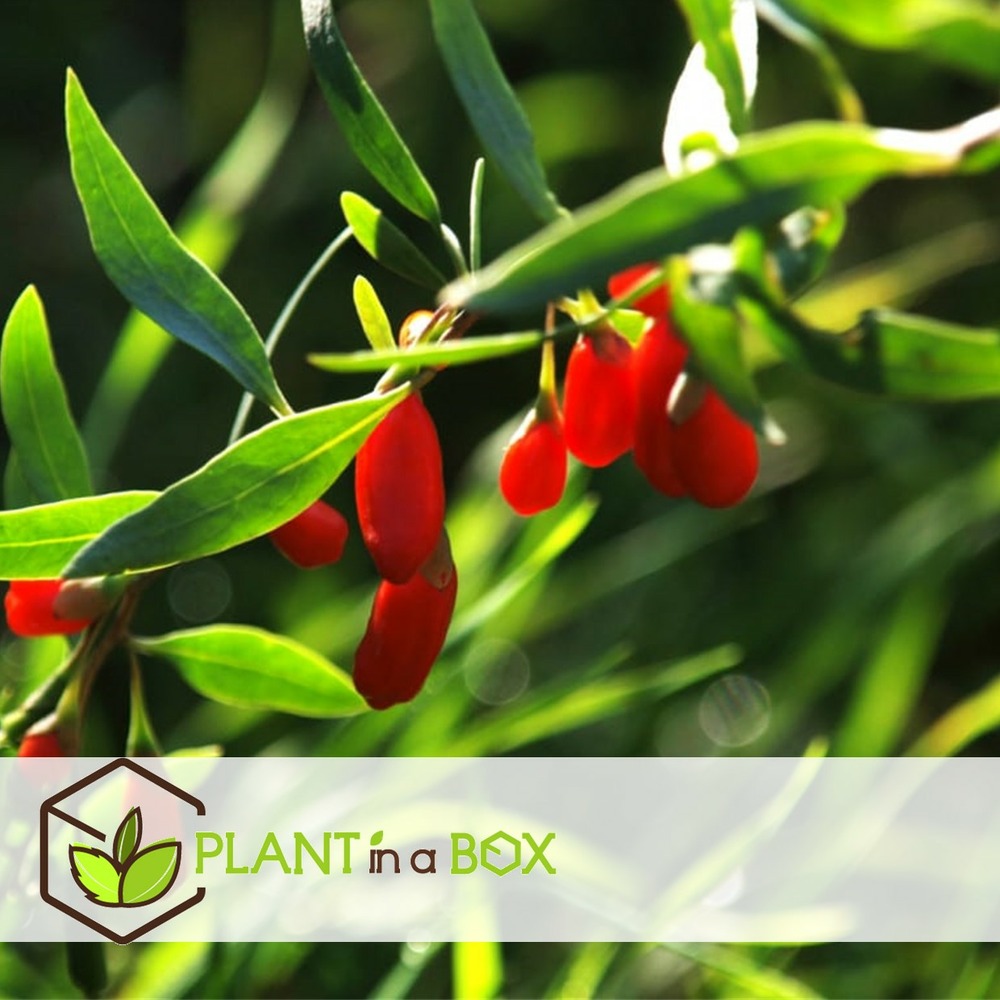 Lycium barbarum - set de 6 - plantes de goji - pot 9cm - hauteur 25-40cm