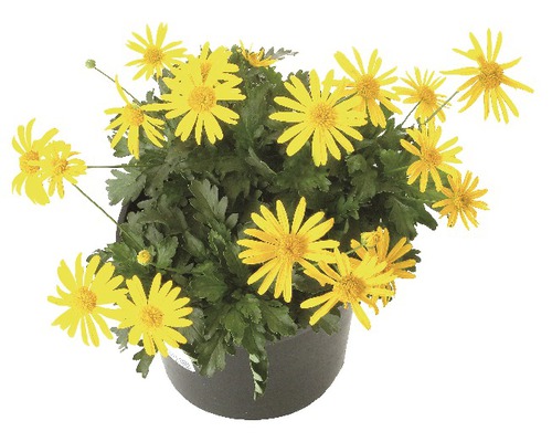 Gele heestermargriet Euryops chrysanthemoides Ø 11 cm pot