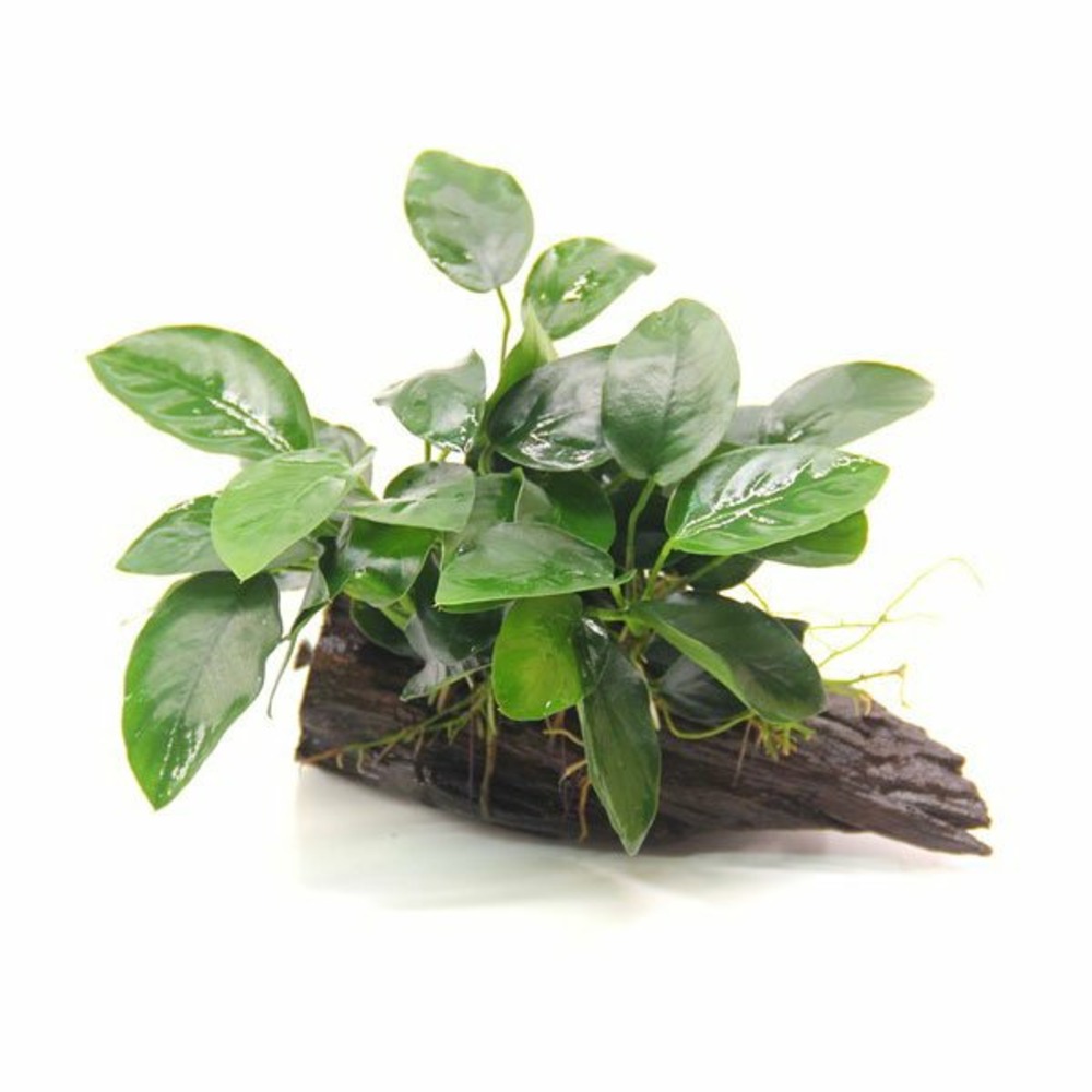 Anubias nana sur racine avec ventouse