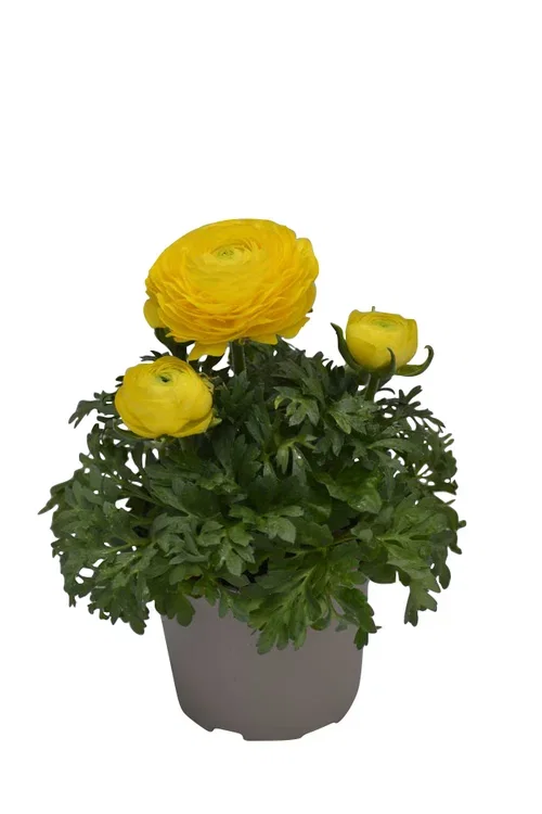 Ranunculus 12 cm Ranunkel Ø12 cm