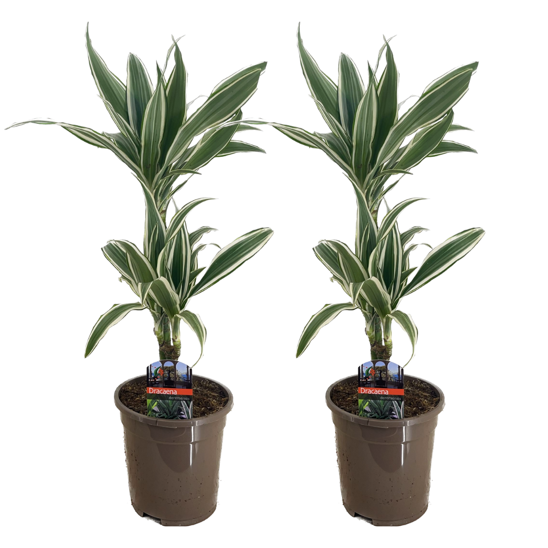 Dracaena deremensis - white stripe - set de 2 - pot 17cm - hauteur 60-70cm