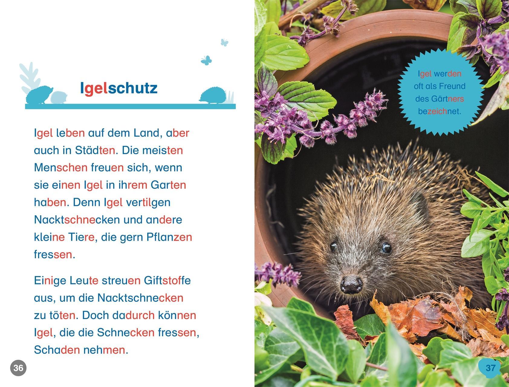 SUPERLESER! Hallo, Igel!
