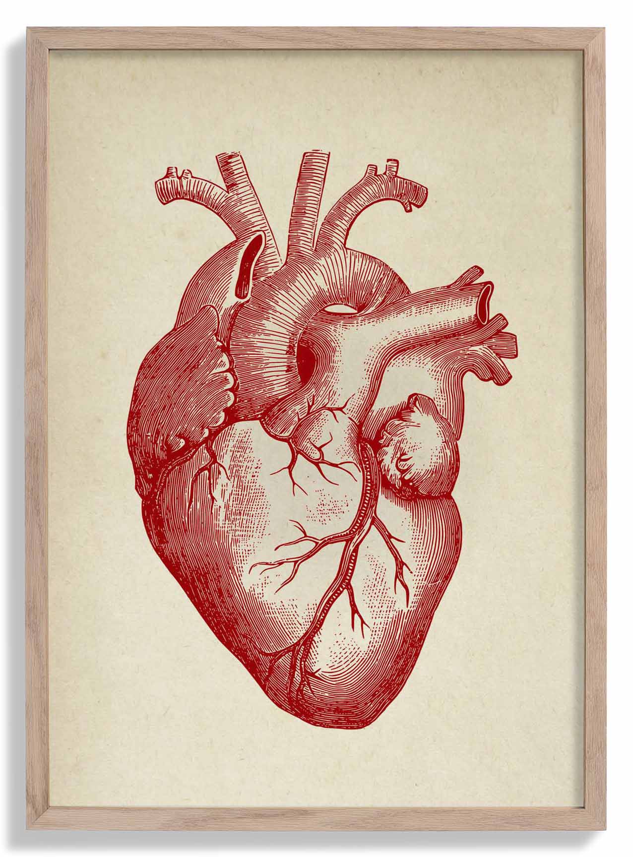 Anatomisches Herz