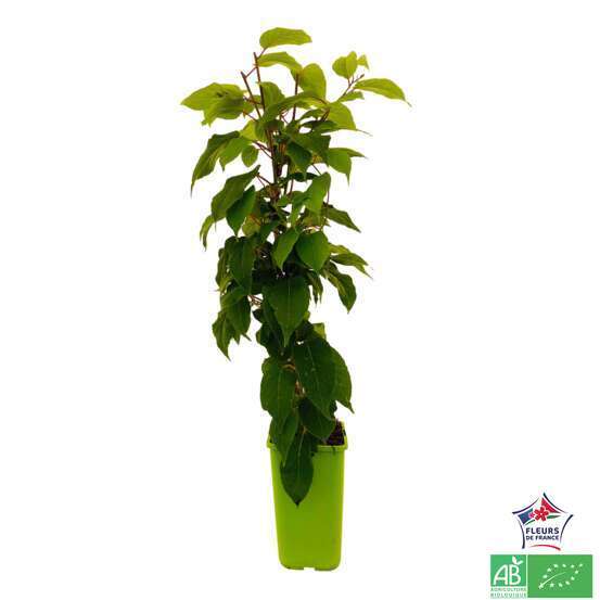 Kiwaï 'Red Jumbo' femelle bio : pot de 1,5 litres