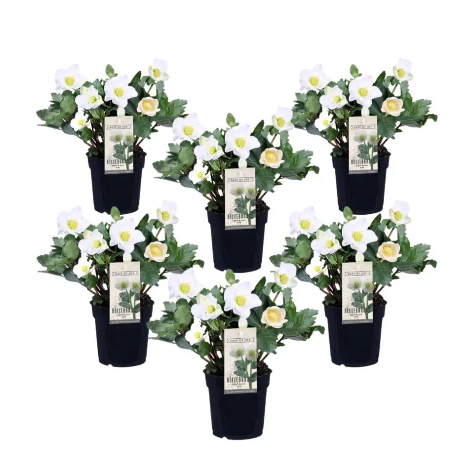 Kerstroos - Set van 6 - Helleborus niger 'Mont Blanc' - Hoogte 20-30cm - ⌀12cm