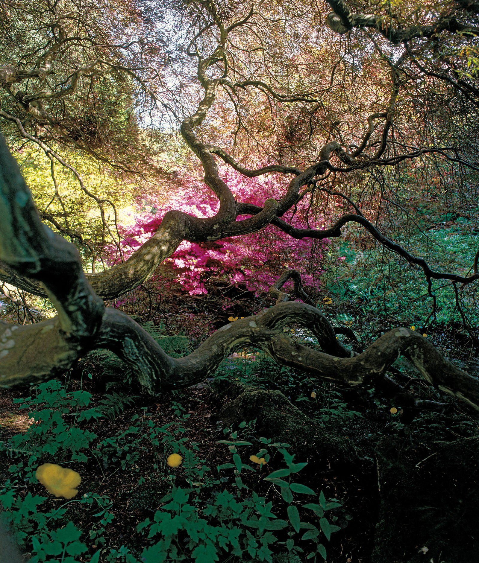 Untitled Garden by Tessa Traeger | Trunk Archive - Limited Edition. Edition of: 150. Studio Stamp.