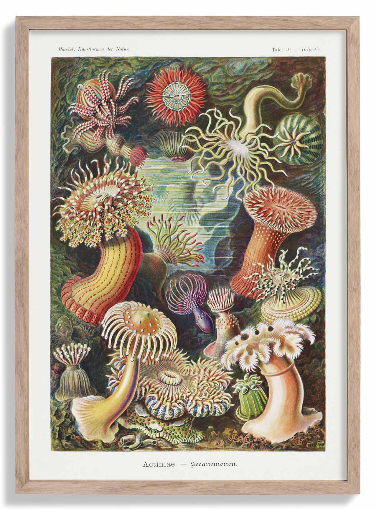 Actinia Anemonen von Ernst Haeckel