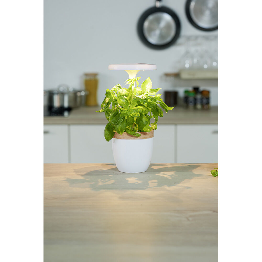 Potager d'intérieur à éclairage led CECOA
