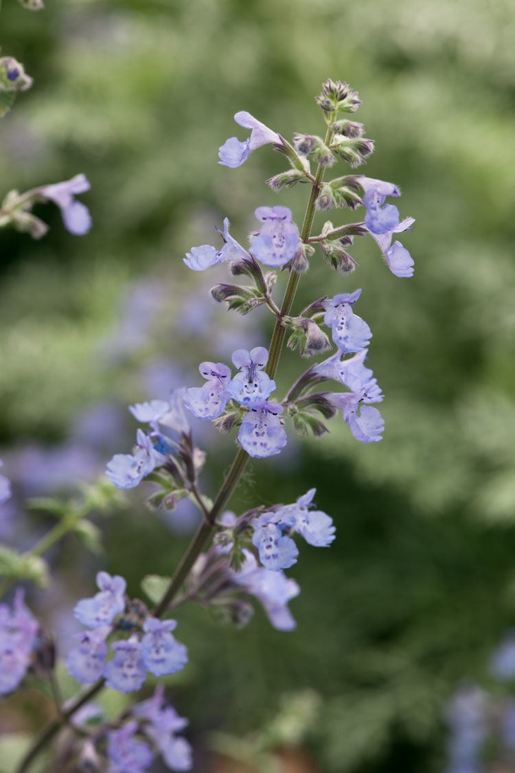 Kattenkruid (Nepeta (F) 'Walkers Low')