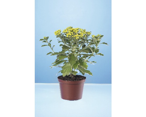 Zilvergerande chrysant FloraSelf Ajania pacifica pot Ø 12 cm, willekeurige variëteitselectie