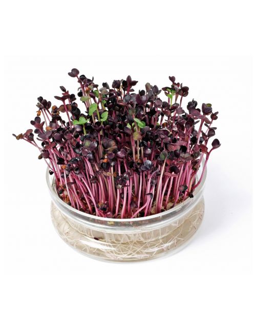 Buzzy Organic Sprouting Glazen Bowl Met Rucola  Bio - Groentezaden - per stuk
