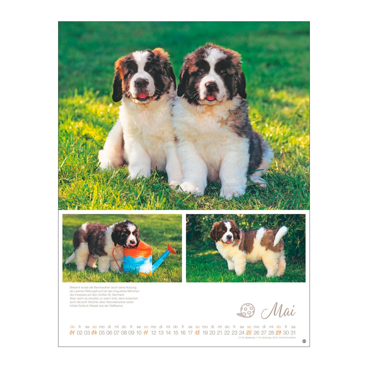 Posterkalender Hundekinder 2025