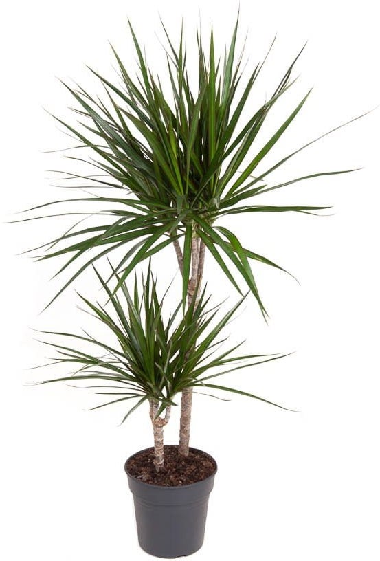 Drakenbloedboom (Dracaena marginata) D 19 H 100 cm