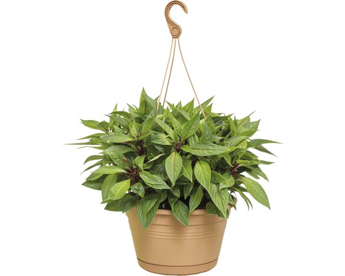 elho Green Basics hangende plantenbakset, kunststof, Ø 28 cm, H 18 cm, terracotta, inclusief houder en schotel