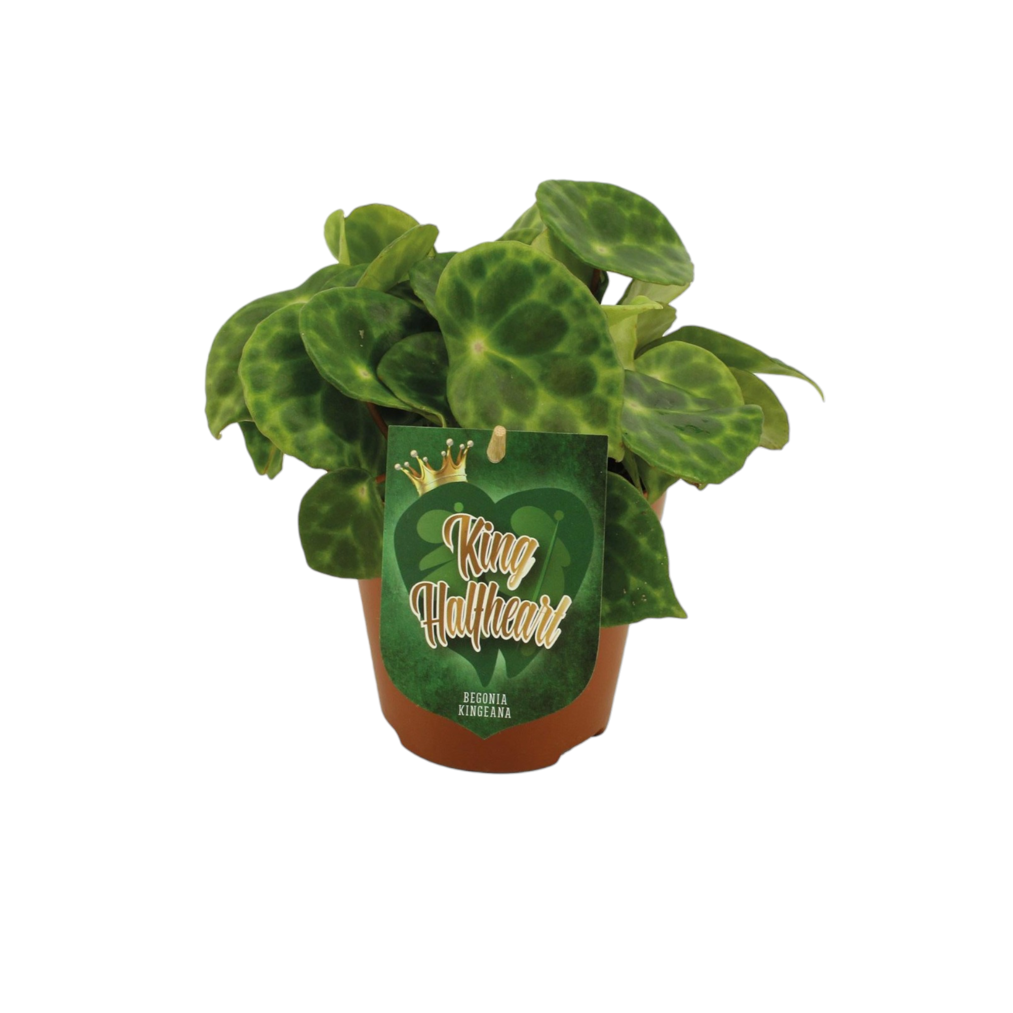 Plante d'intérieur - begonia kingiana 20.0cm