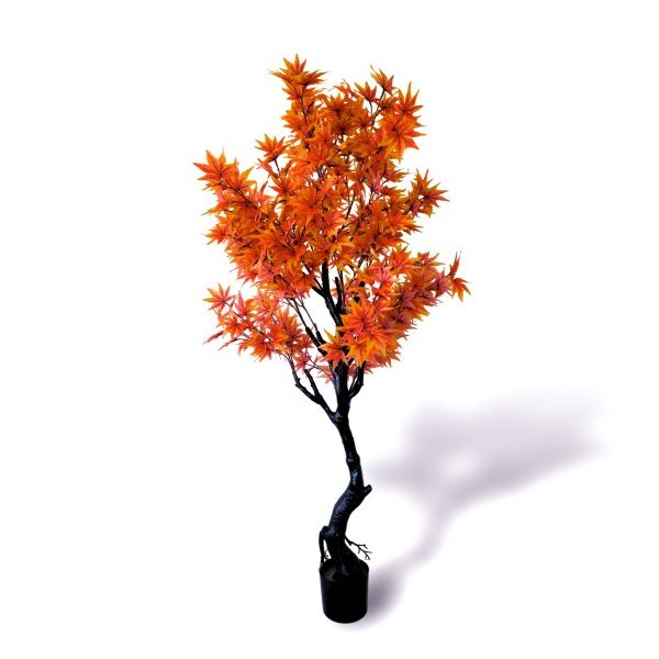 Oliivo Acer 160cm