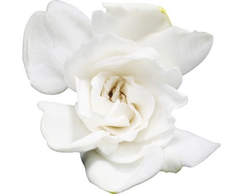 Gardenia FloraSelf Gardenia jasminoides H 30-40 cm Ø 13 cm pot