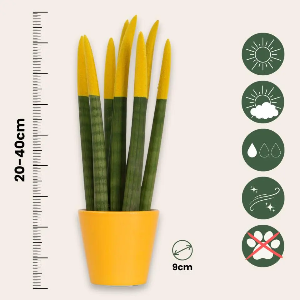 Vrouwentong - Set van 3 - Sansevieria cylindrica - Hoogte 20-40cm - ⌀9cm
