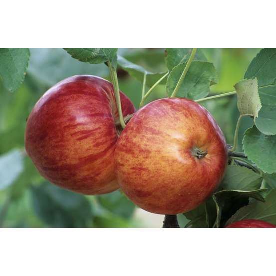 Pommier Reine des Reinettes : ½ tige, 4-5 ans, H 170-180 cm POT 15L
