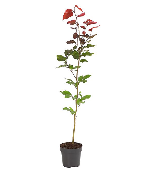 Blutbuche 'Purpurea'