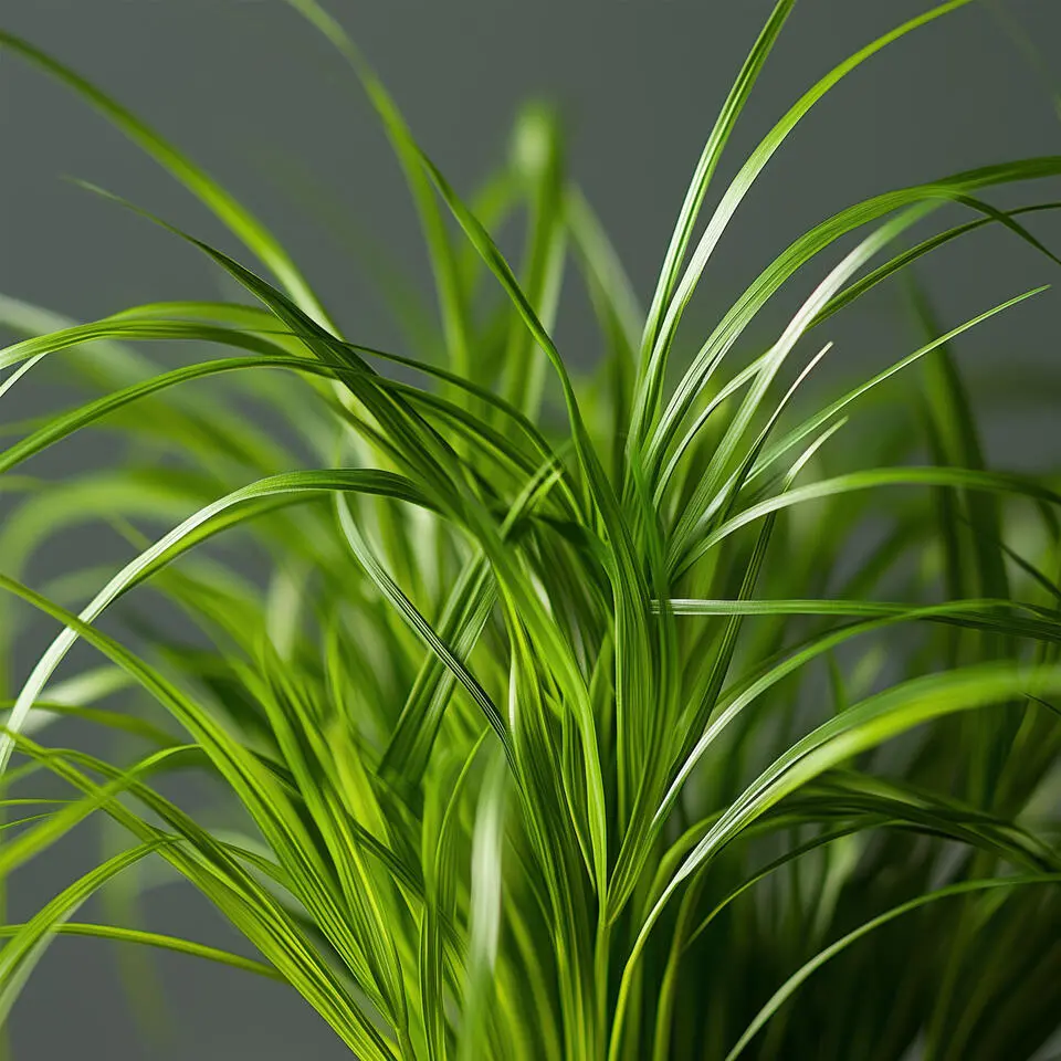 Kattengras - Set van 6 - Cyperus zumula - Hoogte 30-40cm - ⌀12cm