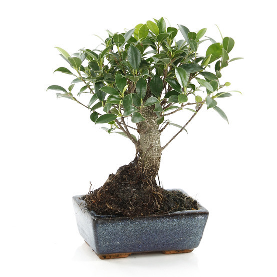 Bonsaï Ficus :5-6 ans boule