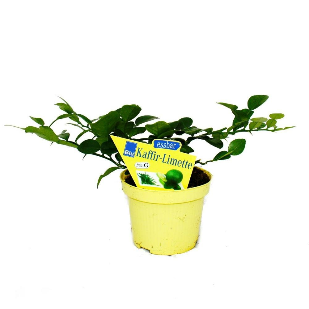 Kaffir lime - citrus hystrix - 1 plante - kaffir lime plante à épices