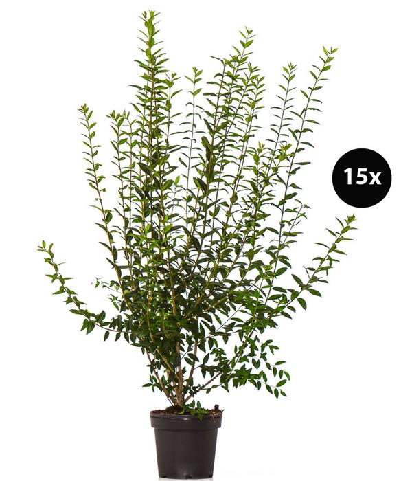 5 Meter Wintergrüner Liguster 'Atrovirens',