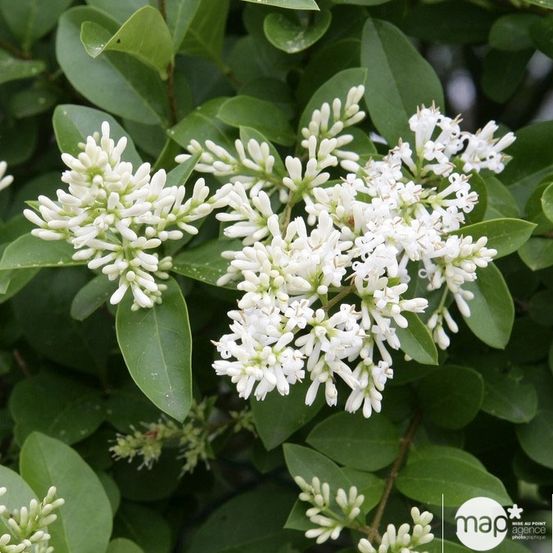 Ligustrum ovalifolium : ctr 3 litres