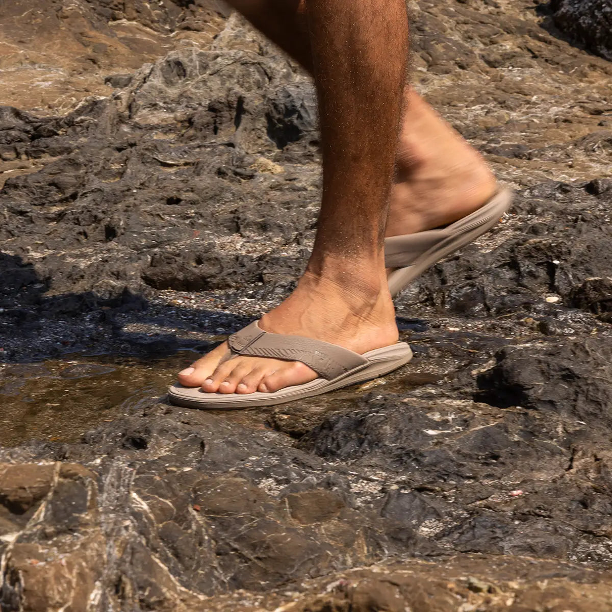 Offshore Fossil Tan