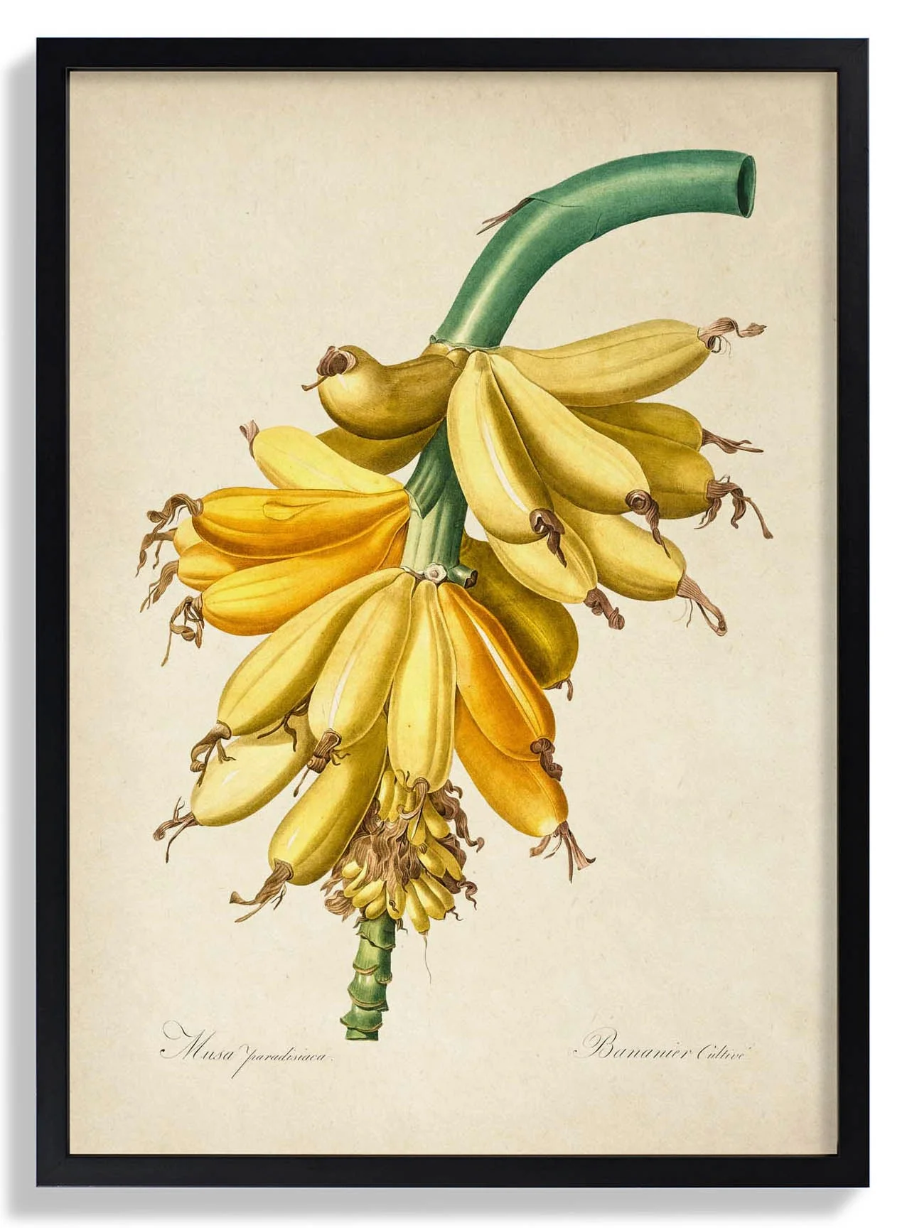 Banane