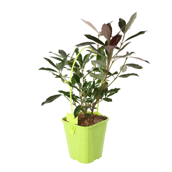 Viburnum odoratissimum 'Coppertop' pot 4L