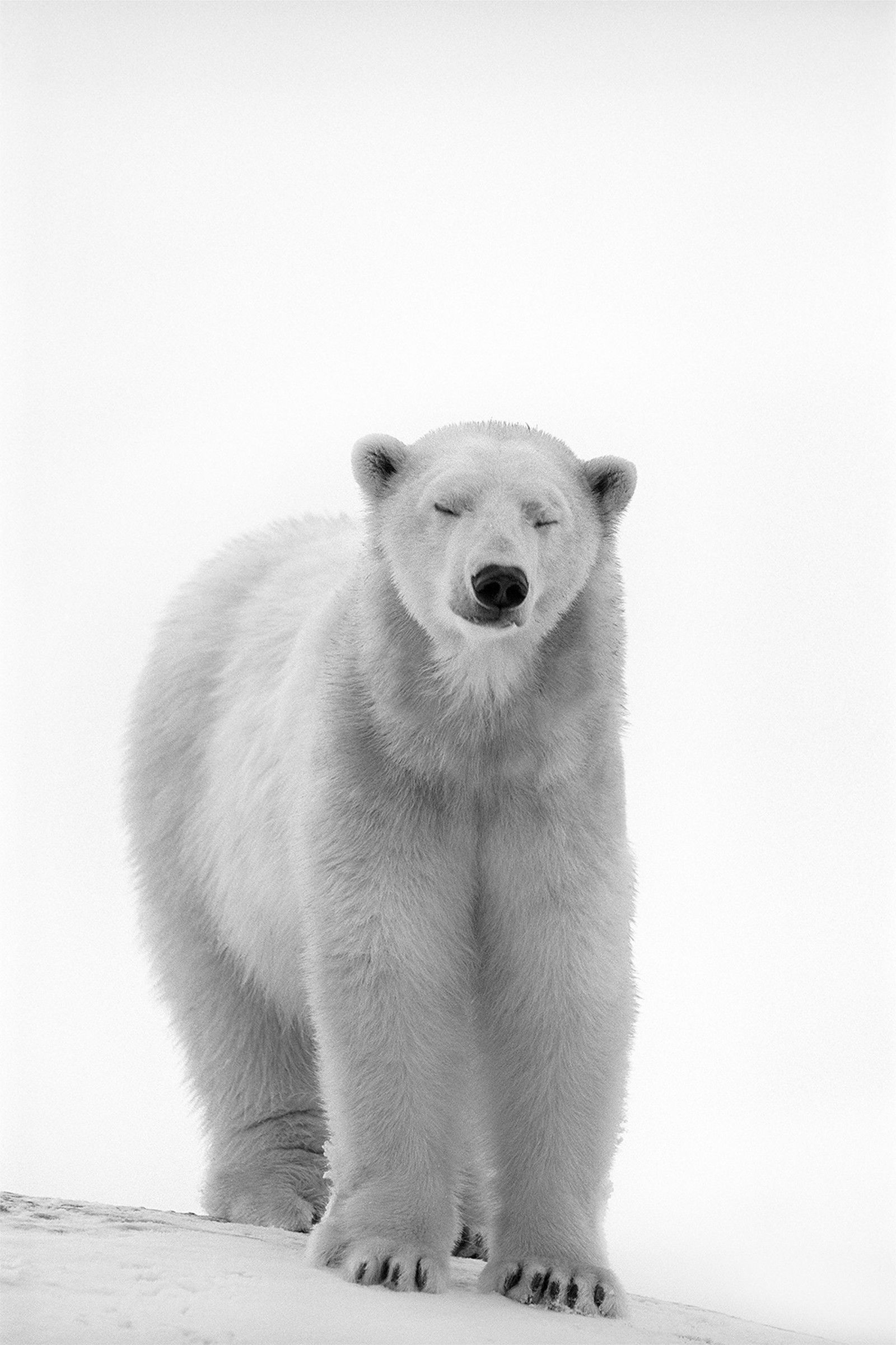 The Dreamer by Heidi & Hans - Jürgen Koch - Limited Edition. Edition of: 150. Signed.